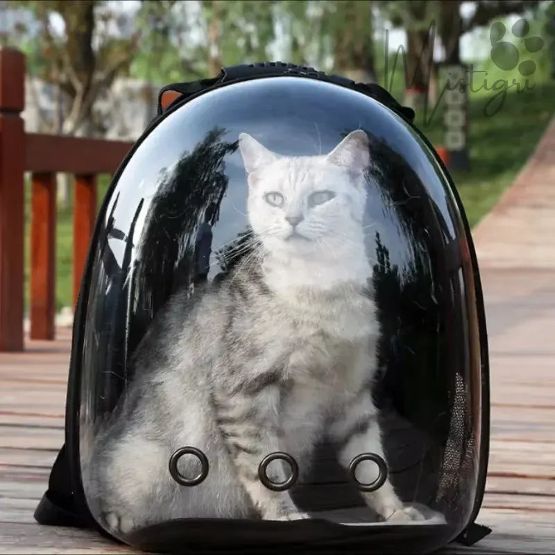 Un chat dans le Sac à Dos pour Chat Bulle